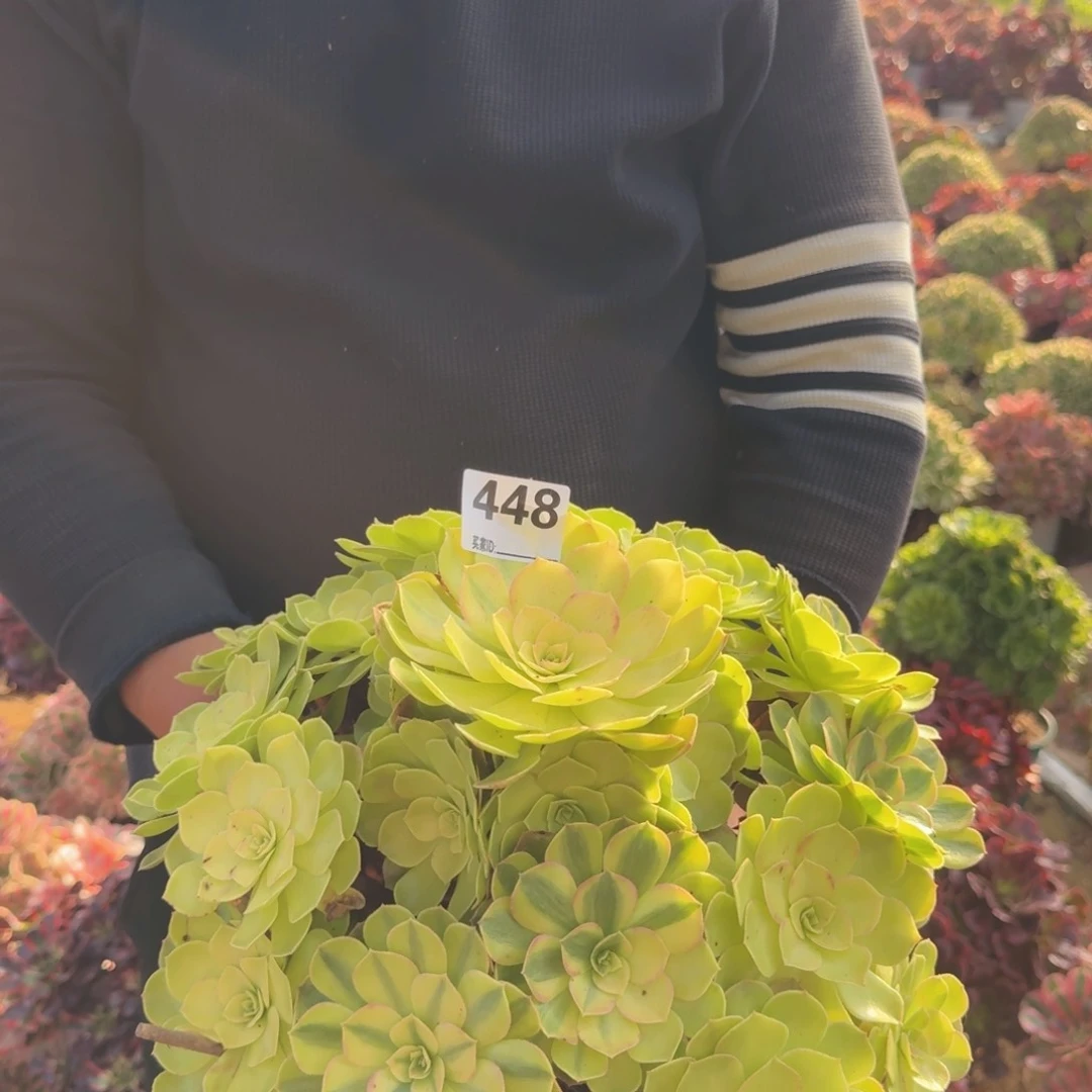 448雨荷多肉植物