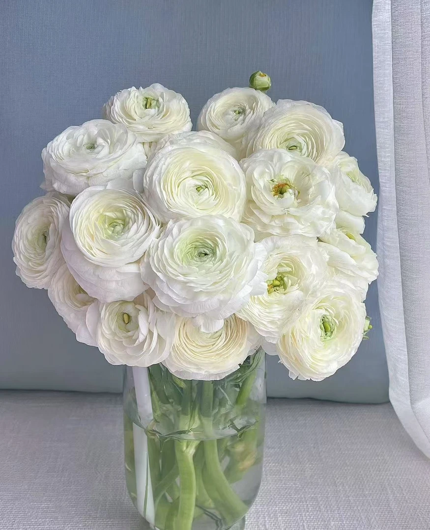 【葡噗花舍】白色洋牡丹 中长腿 1扎10枝