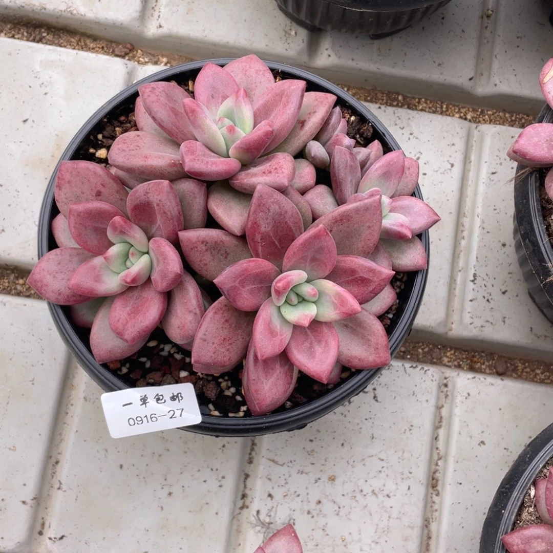 ?****0916-27-赫菲。。。。。。