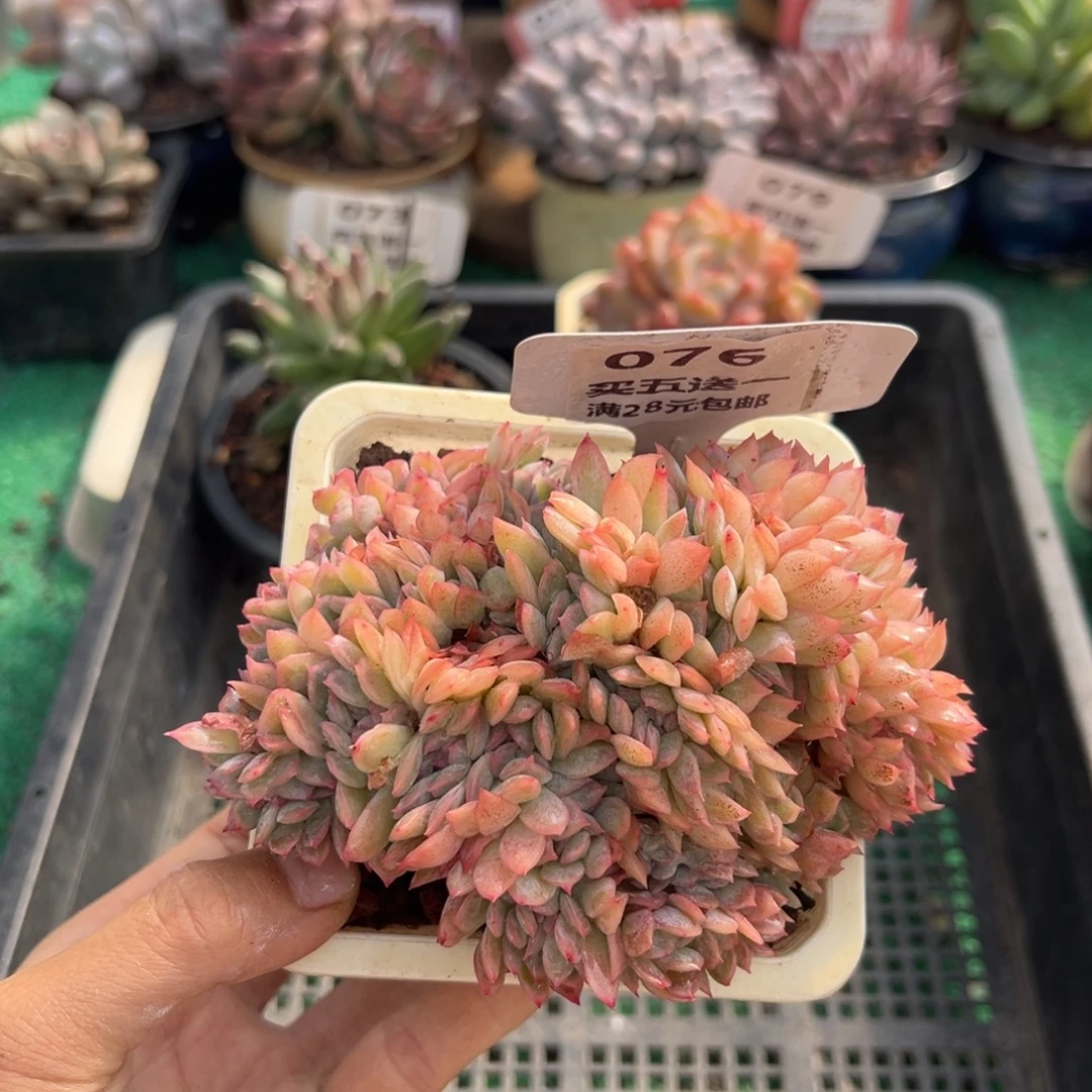 表妹精品多肉植物076.