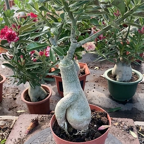 【闪购商品】无花朵健**安