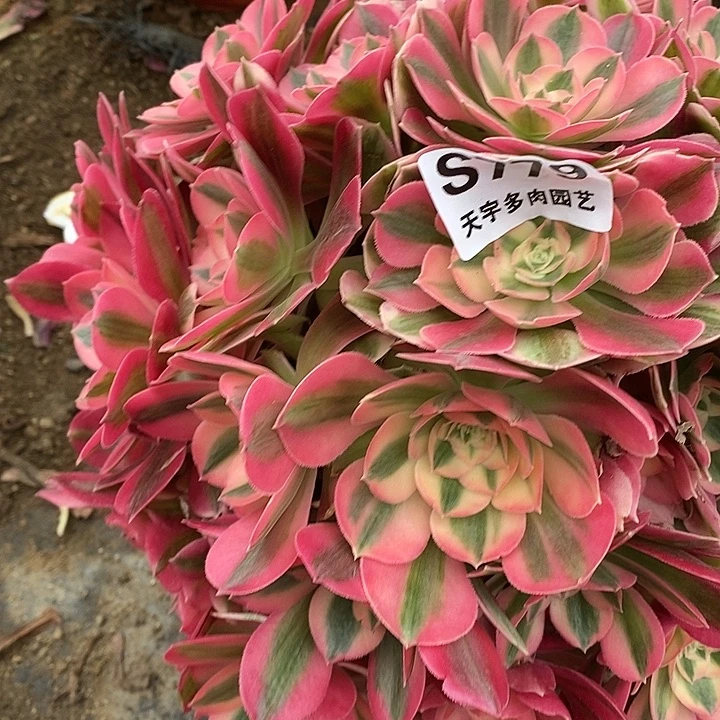 多肉植物女巫779多肉