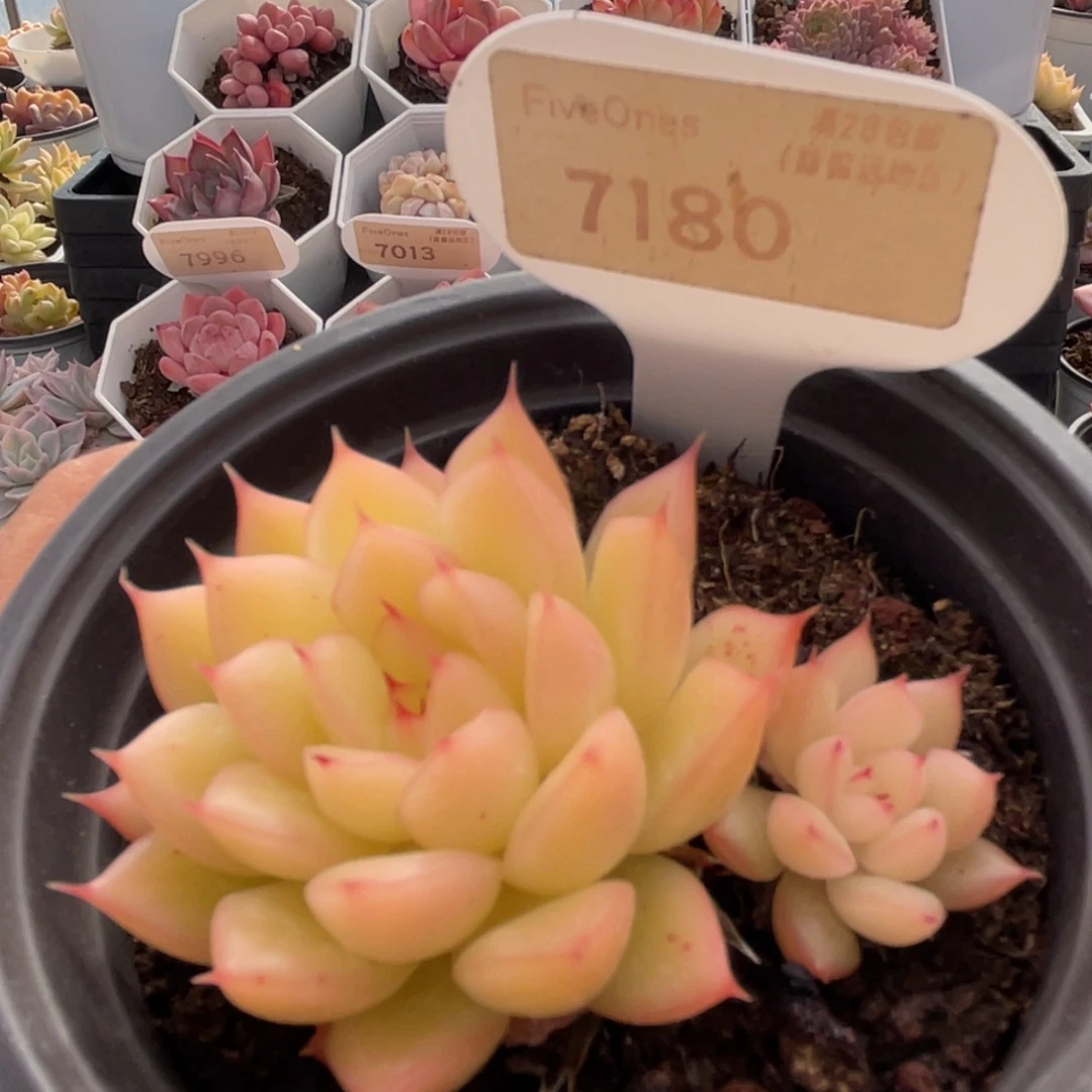 闪光7180-6.0厘米