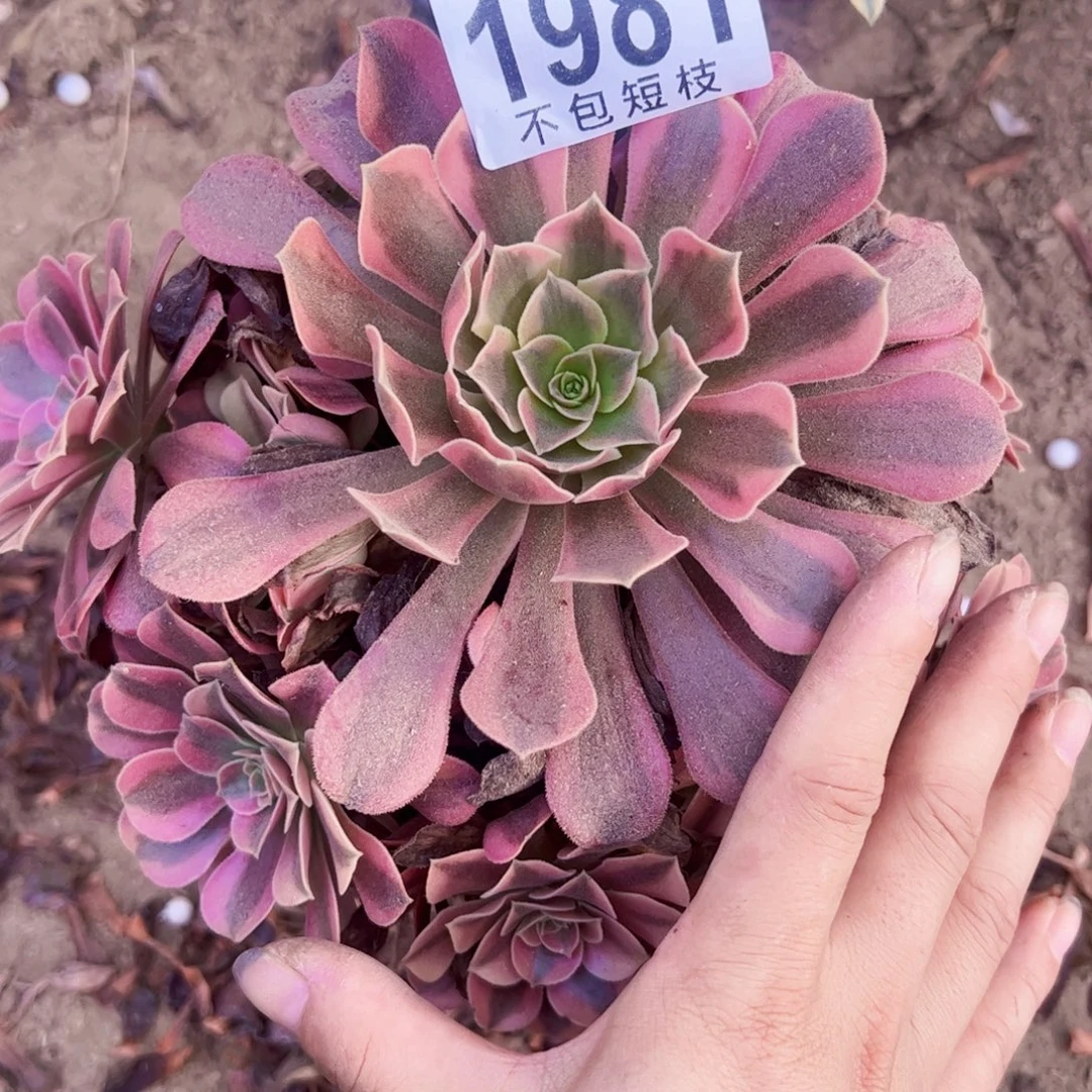 美杜萨多肉植物1981