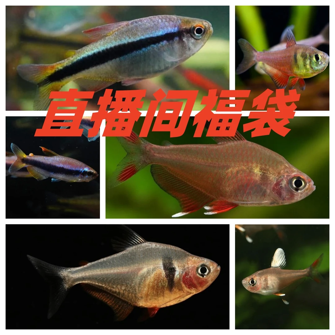 直播间福袋小型鱼热带鱼观赏鱼