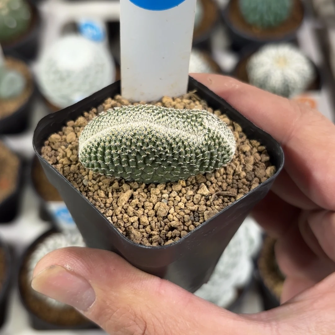 366实生菊水缀化带盆带土发货