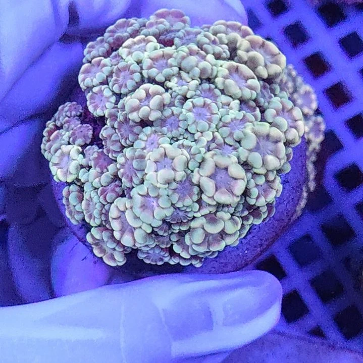 智海珊瑚不支持退货不包邮接受下单