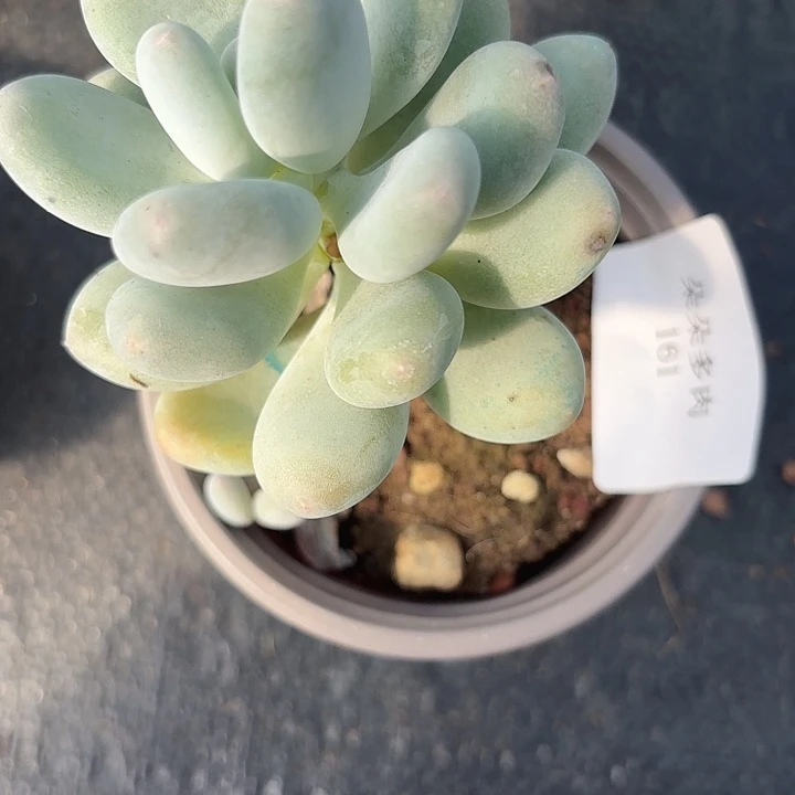 战后161呀呀呀呀呀呀呀嗨