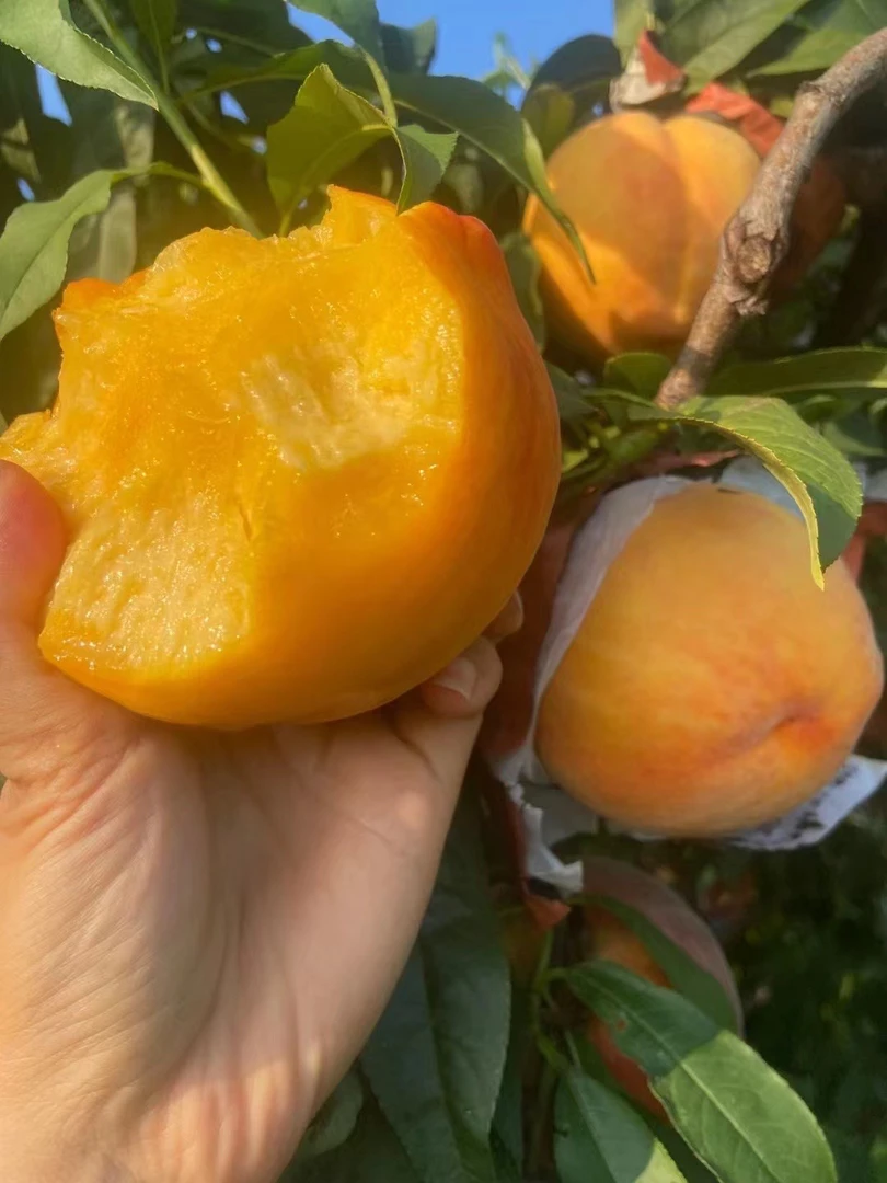 农家黄金蜜水蜜桃