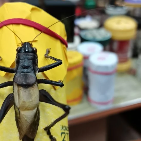 白***裙郝建伟大包蝈蝈精品