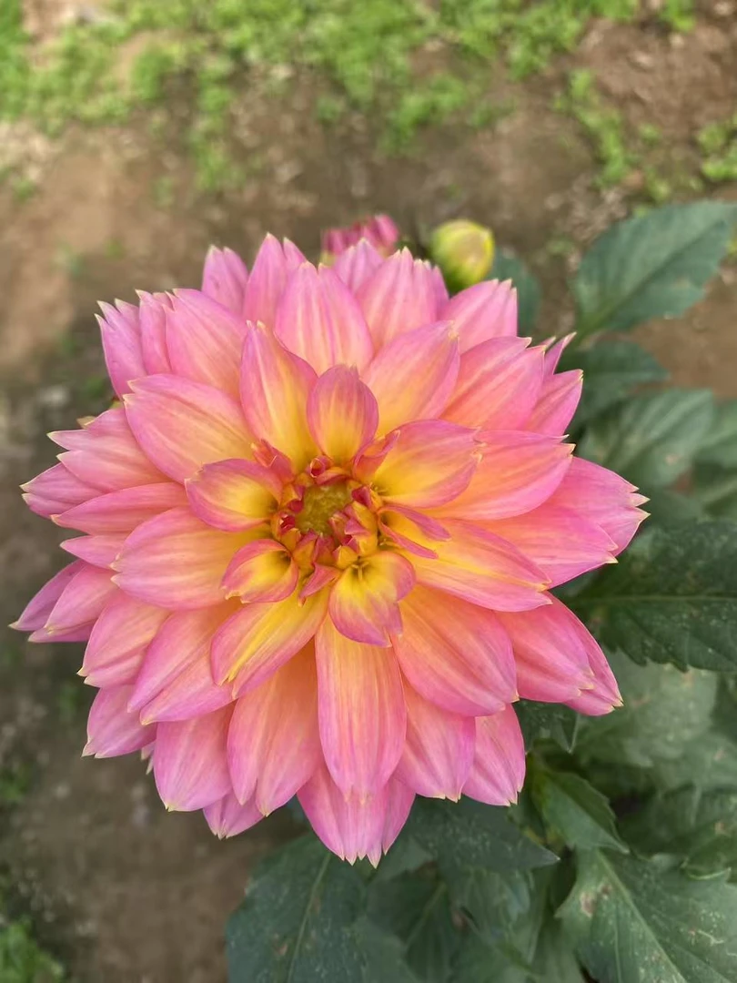 小丽花【玲珑】【三文鱼粉】盆栽阳台庭院养殖多年生花期长多色颜值高