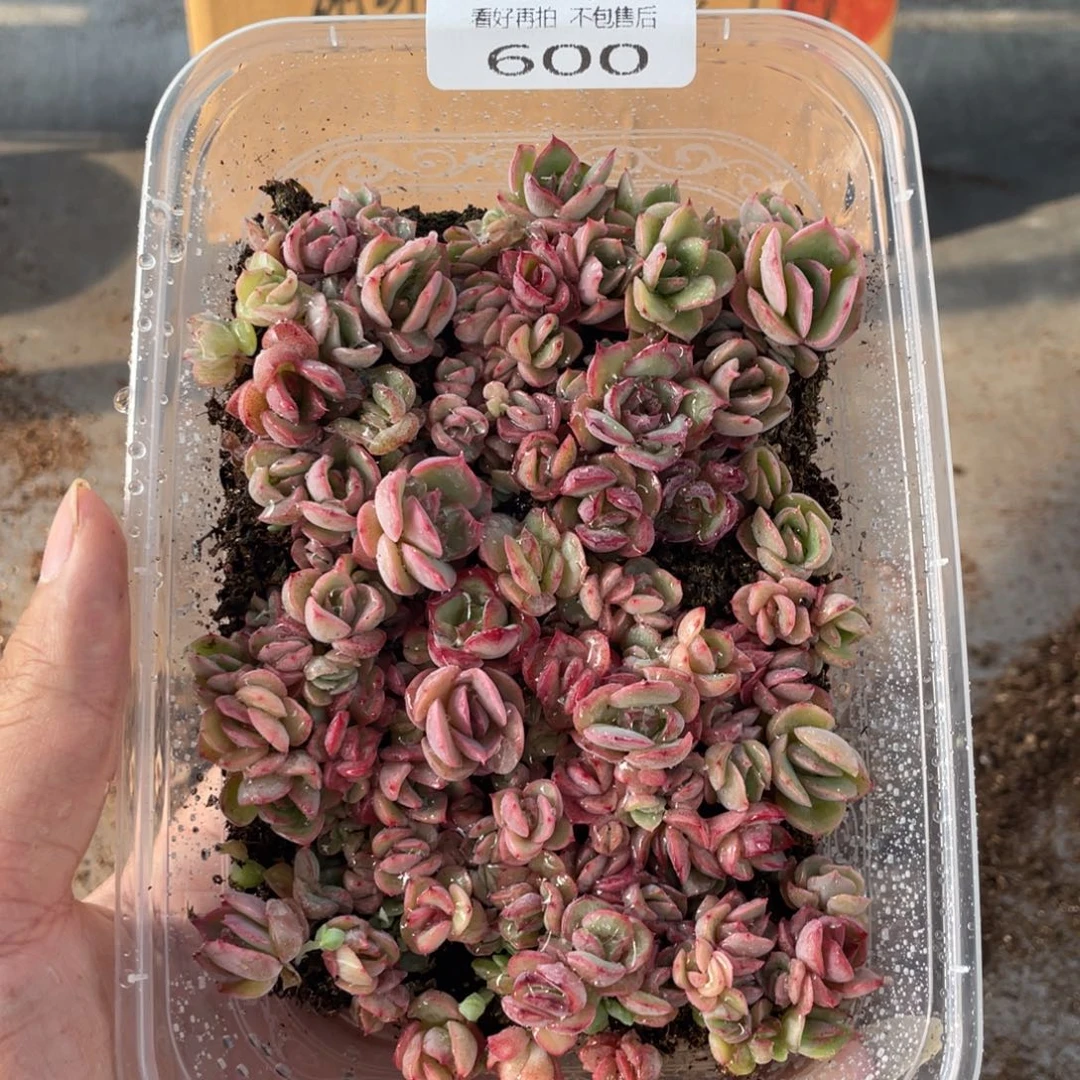 云糖心多肉植物600