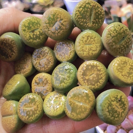 无花朵1151，1.6-1.9厘米19颗黄日伦