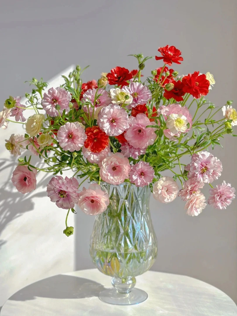 【源头优选】蝴蝶洋牡丹 任意2单以上包邮 发货后不支持退款