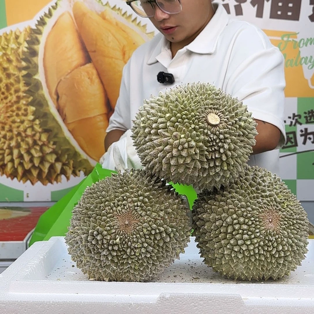 猫山王黑刺黑刺黑刺