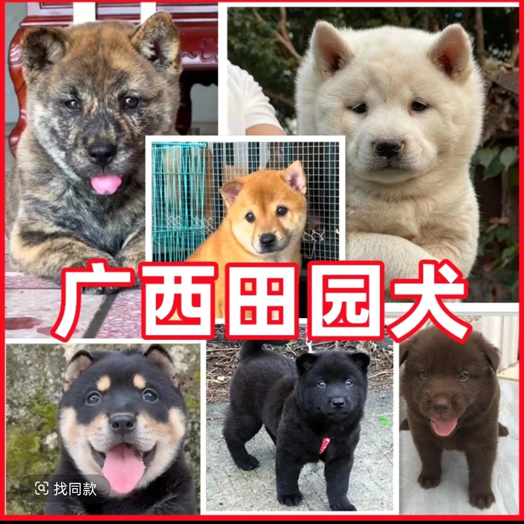 中华田园犬土松五黑五红活体狗狗通用链接