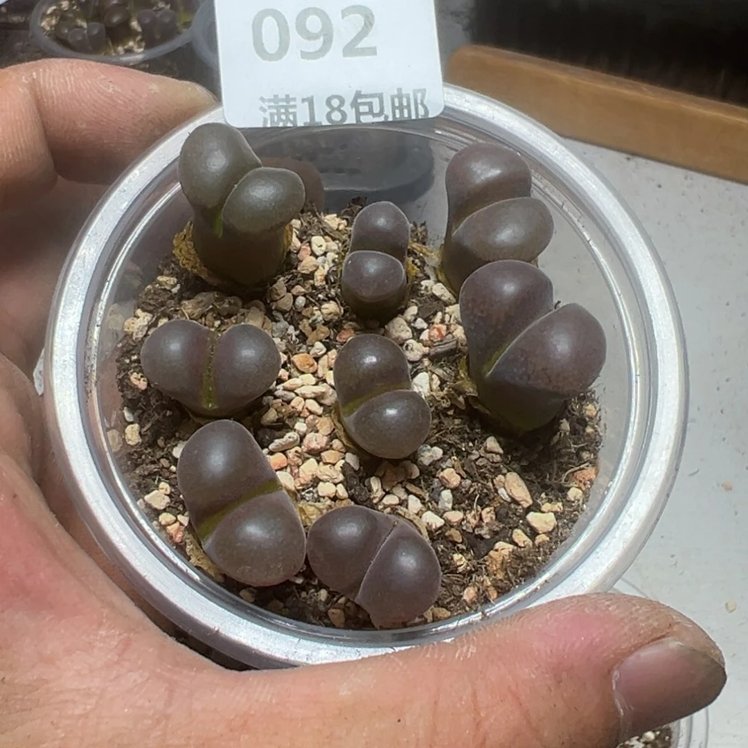 【闪购商品】 092。