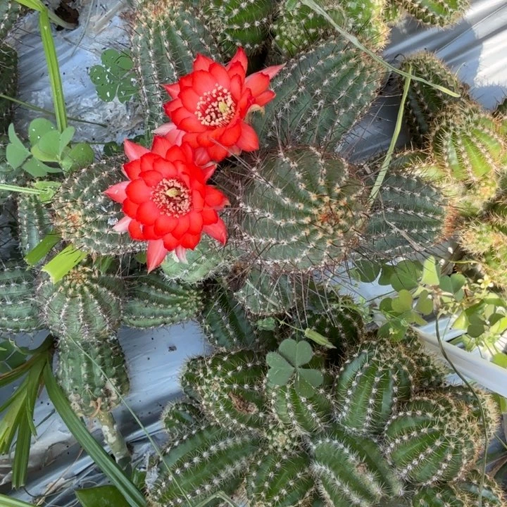矮胖白檀1121侧芽一个