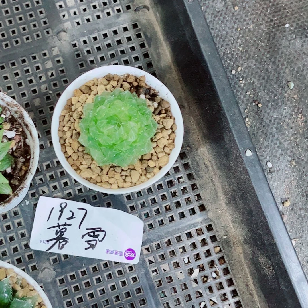 翠云锦玉露一勿一拍