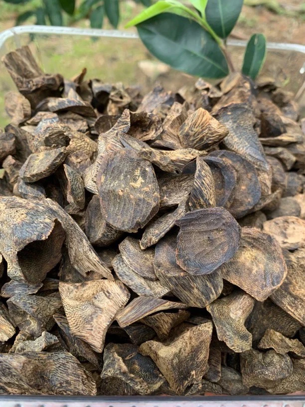 【中国好沉香】棋楠秘密品种野生包壳料20克