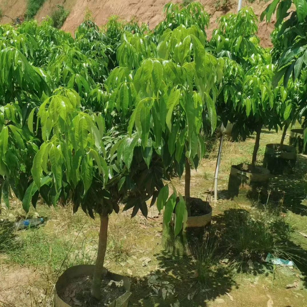 荔枝嫁接苗多种品种可选带土带叶南方盆栽庭院种植