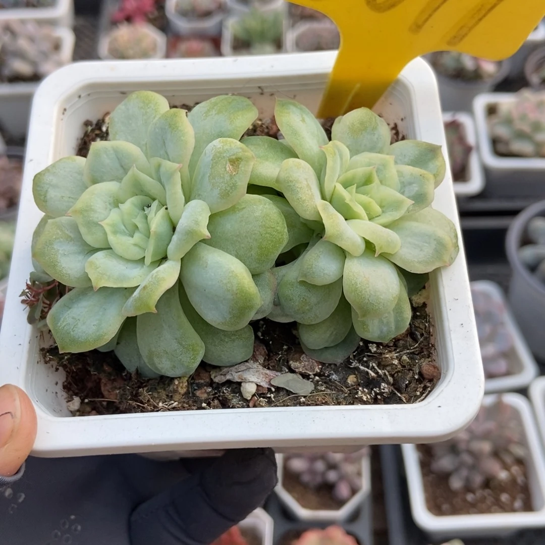 6097泡泡纱多肉植物