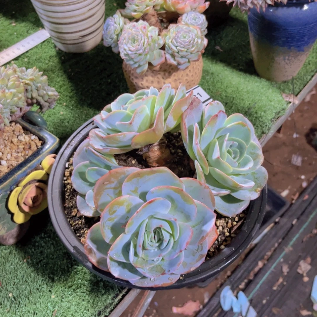 布鲁蓝多肉植物3031