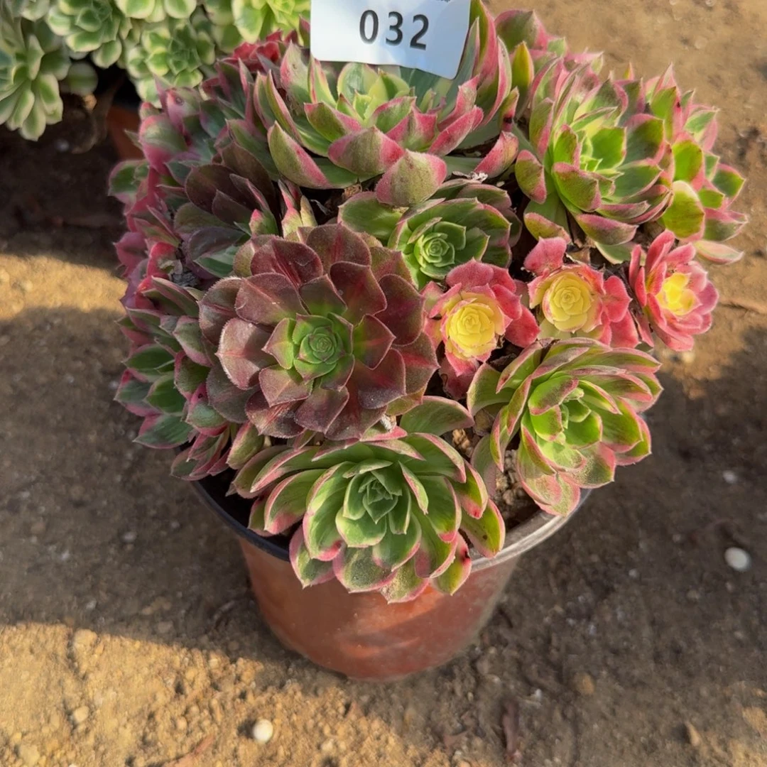 032海王 多肉植物