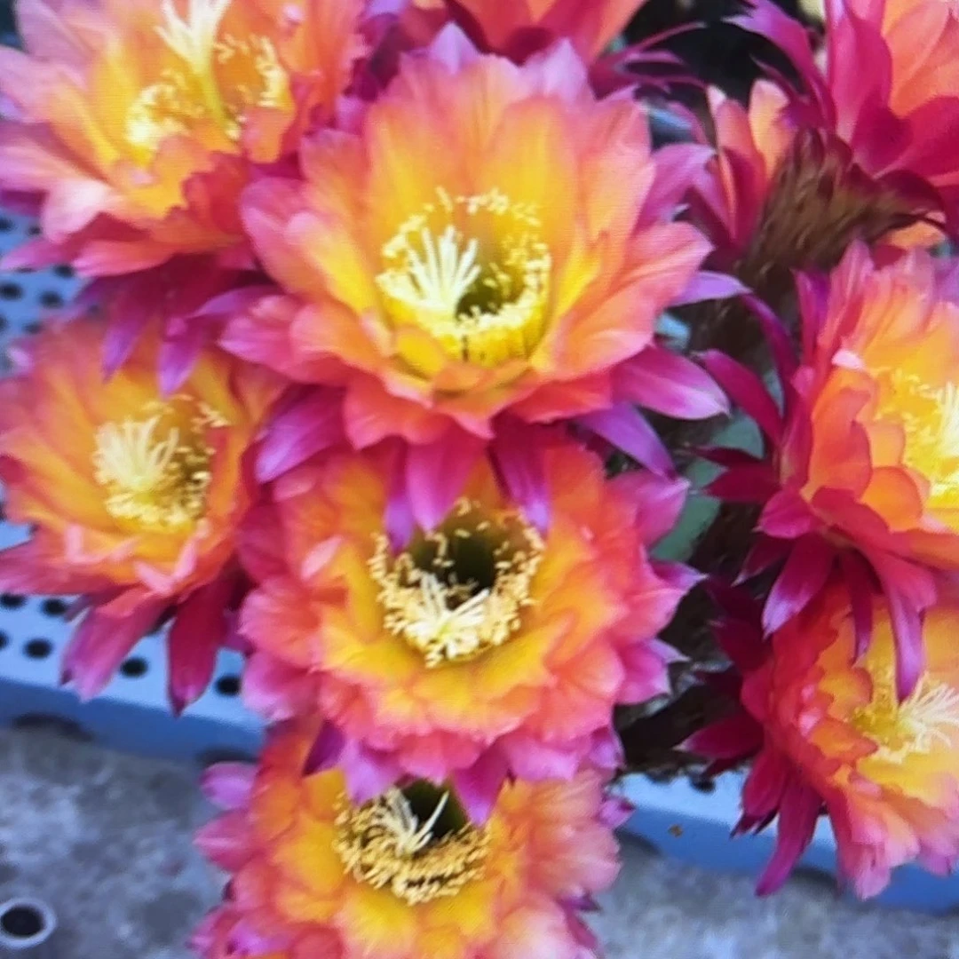 妹妹超级杏毛侧牙20包邮45