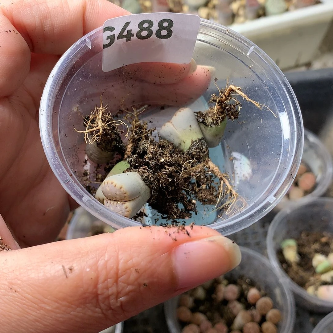 双**耳G488多肉植物保护