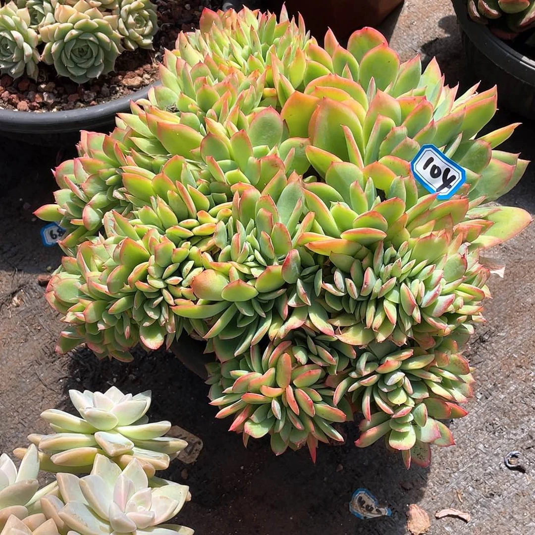 104绮罗一物一拍多肉