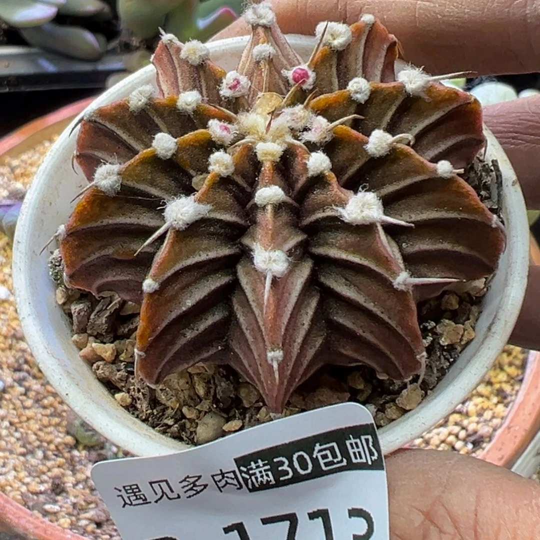 多肉植物11111111111111111