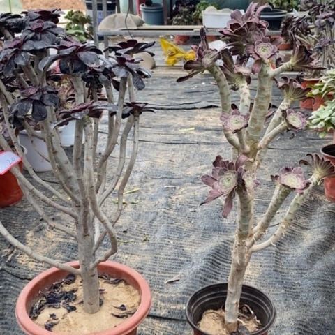 20，2颗多肉法师多肉法师