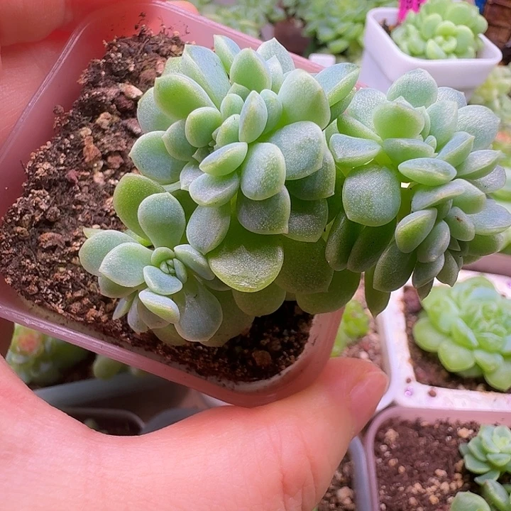 小玲姐姐财富超美朵朵缀
