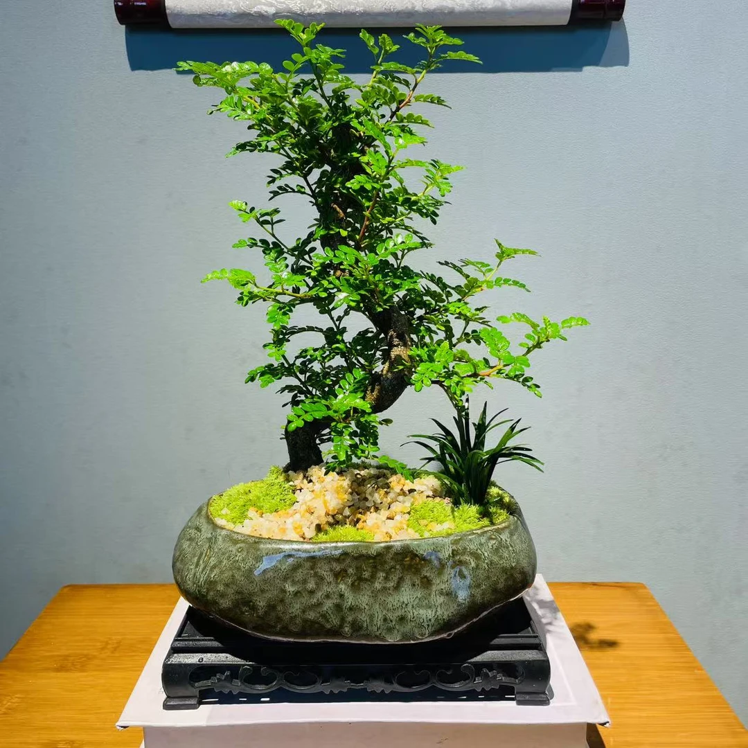 ZF青石盆S弯胡椒清香木+镂空座