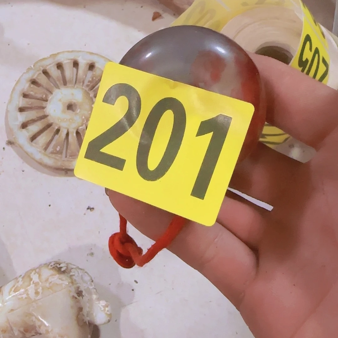 香榧木用***7201