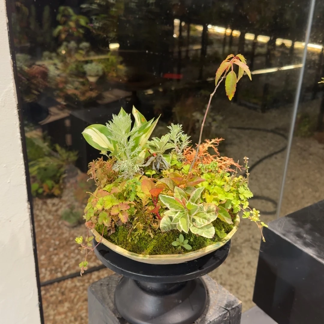 全部花朵山野草日本盆器