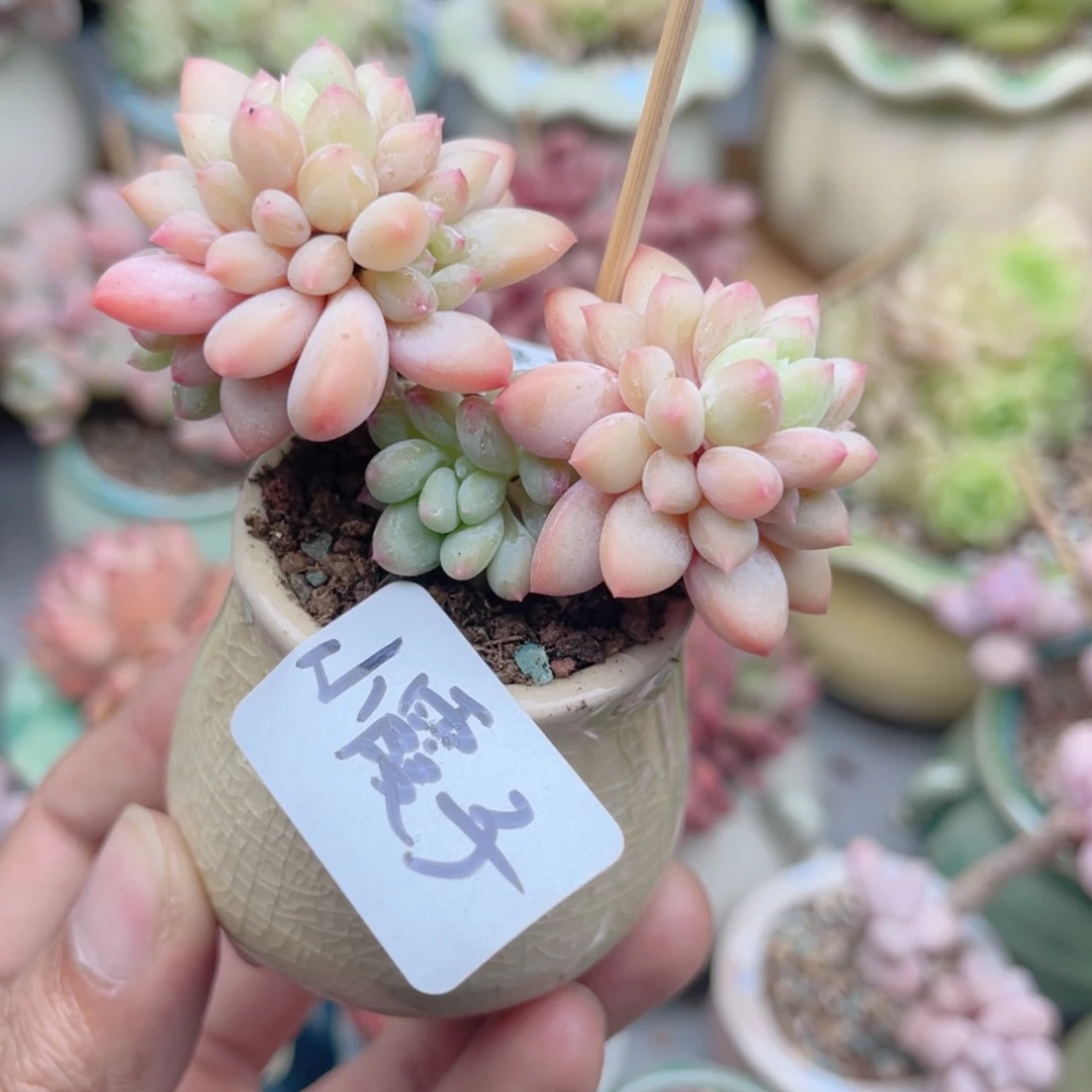 小***~307 带陶瓷盆发货 满28包邮