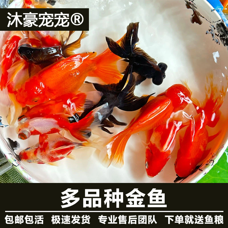冷水观赏鱼【小金鱼】活体兰寿泰狮丹顶红好养淡水鱼苗龙睛鱼缸宠物