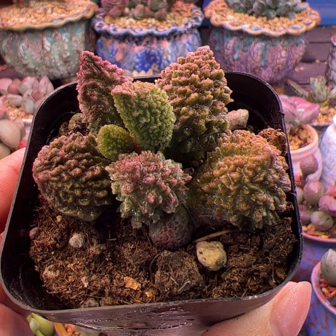 朱紫玉。