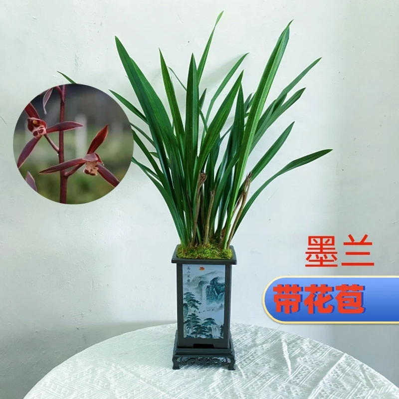 墨兰企黑（五花）浓香型兰花年宵花大爆盆好养室内盆栽绿植