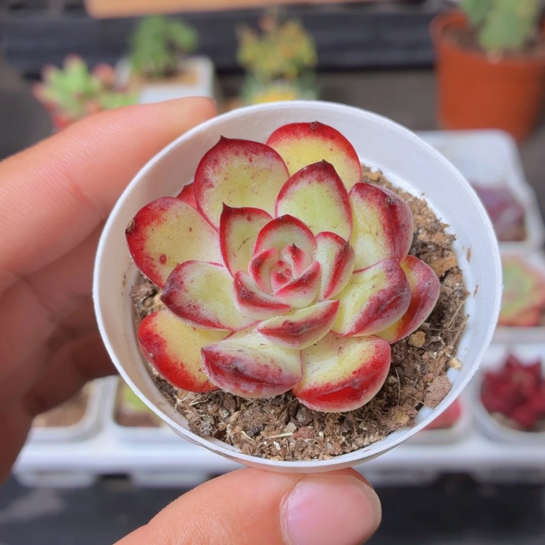 肉酱玫瑰多肉9.9包邮发货