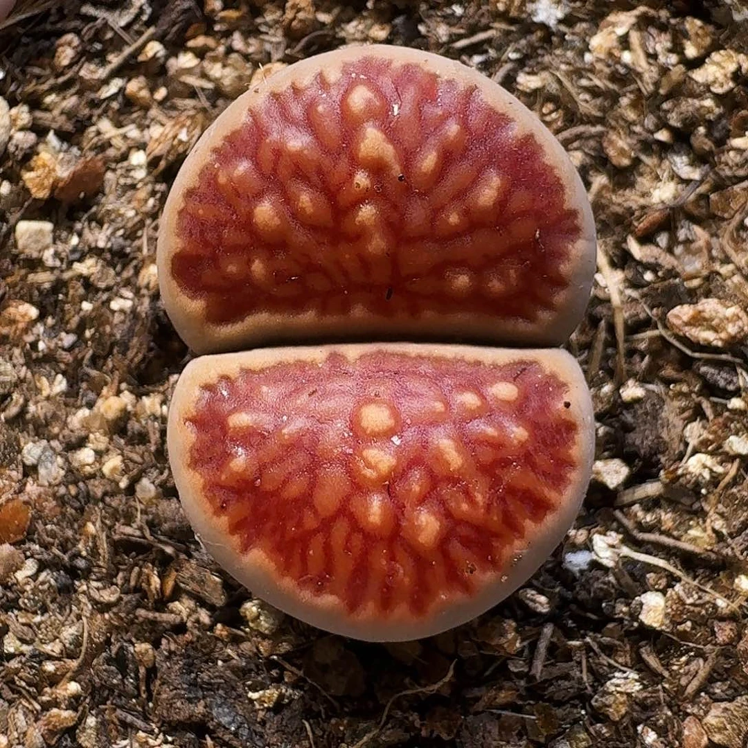 生石花111111。    230