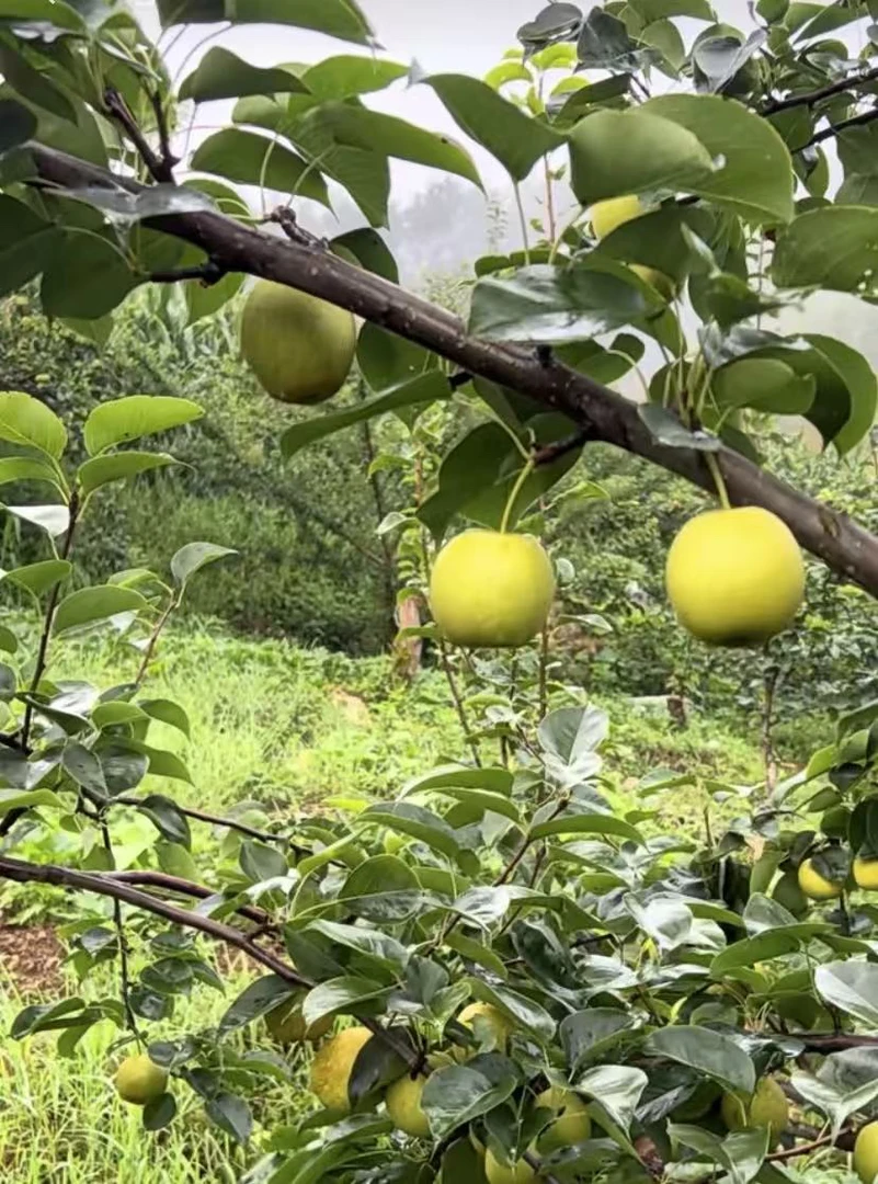 贵州高山（皇冠梨）脆甜多汁