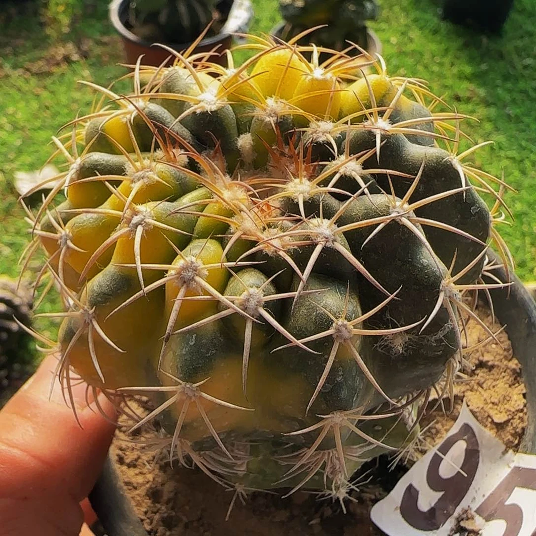 圆盘玉锦950仙人球