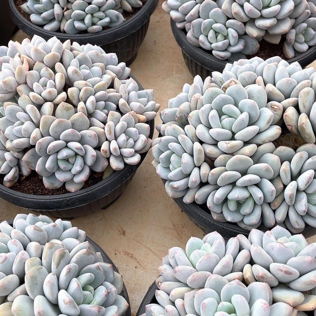 三明治美人群生18厘米可挑