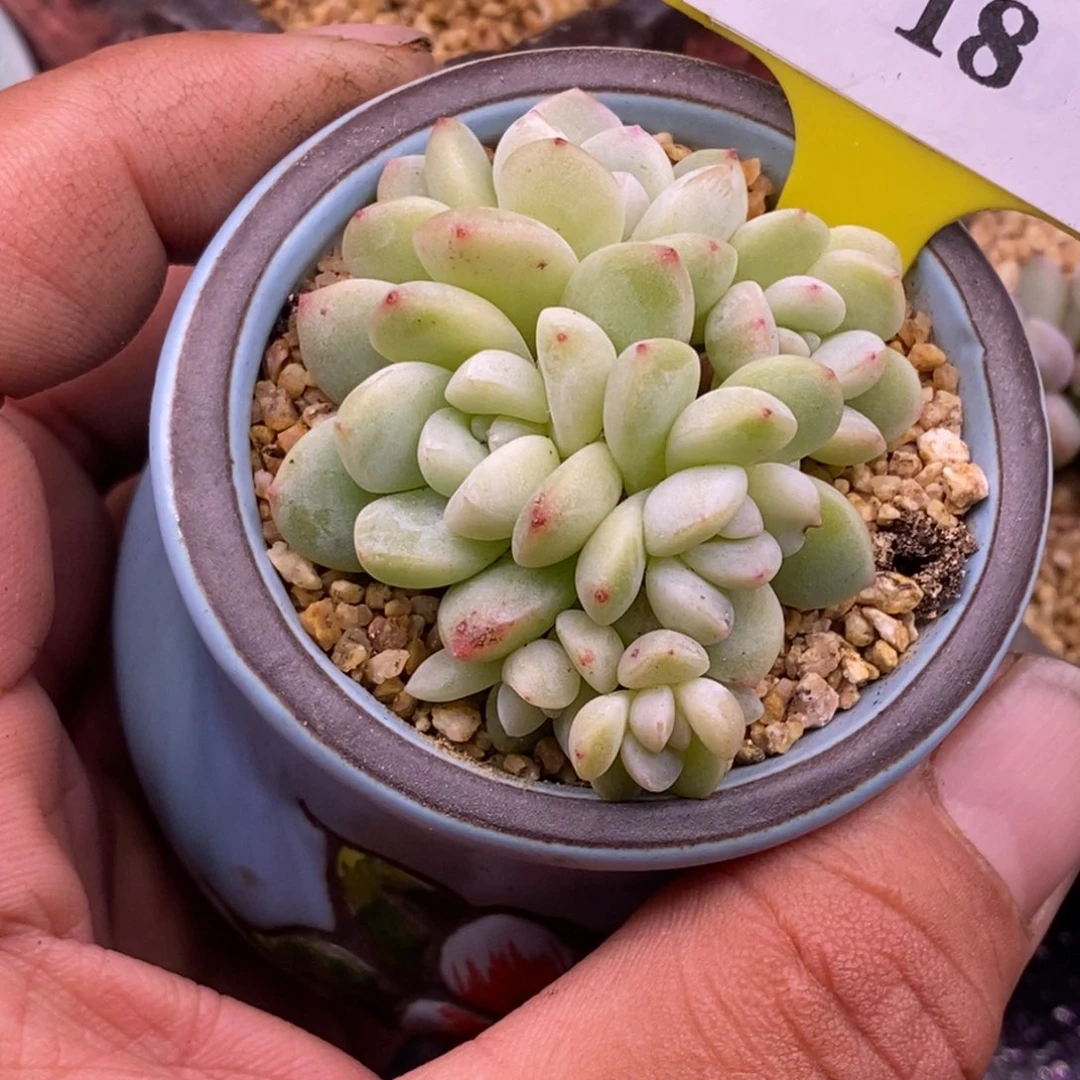 318小脸冰玉6头群……