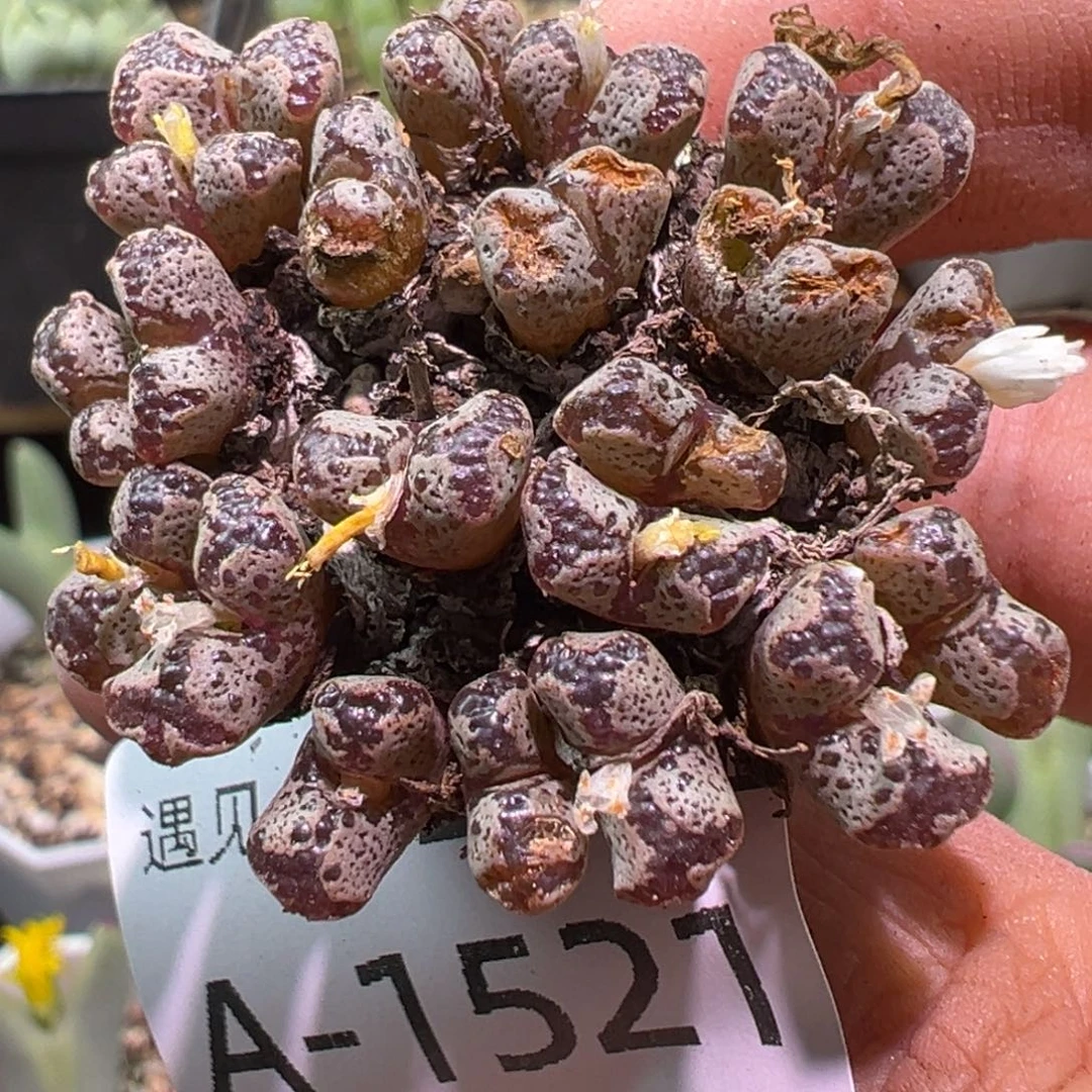 多肉植物11111111111