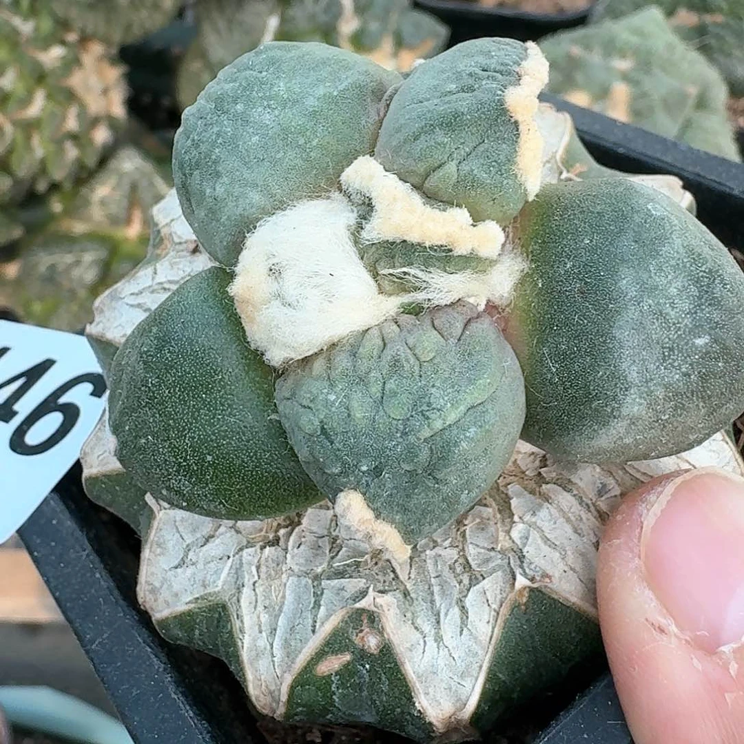 【闪购商品】无花朵༺****༻蛋怒446