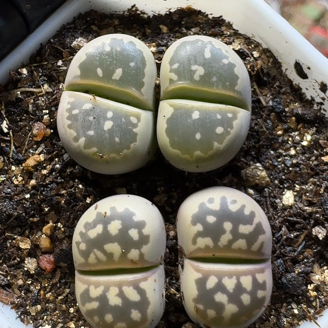 生石花111111。   162